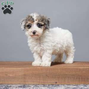 Rubio, Miniature Poodle Puppy